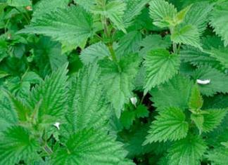 The magic of numbers Why do you dream about nettles?