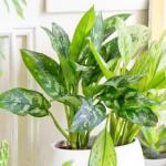 Suitable indoor plants for dark rooms