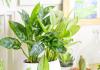 Suitable indoor plants for dark rooms