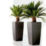 Home palm tree: growing in a pot, feeding rules How to care for a palm tree - diseases