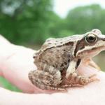 Сънувахте ли жаба: означава ли богатство и любов или неприятности и болести?