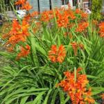 Secrets of successfully growing Montbrecia: planting and care in open ground How to preserve Japanese gladiolus in winter