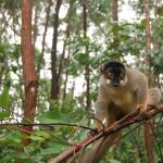 حيوانات مدغشقر: الحيوانات الفريدة في الجزيرة