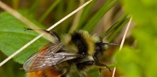 Bumblebee, yer yaban arısı Bumblebee yeraltında yuva yapar