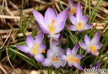 Crocuses in landscape, park and homestead design In the photo there are two-color crocuses