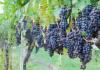 The best grape varieties for Bashkiria: care, pruning Bashkir grapes variety description