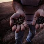 Coffee tree: from sowing grain to harvesting fruit