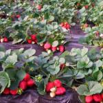 Fertilizer for strawberries for feeding