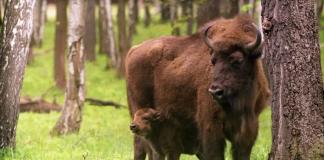 How much does an adult bison weigh
