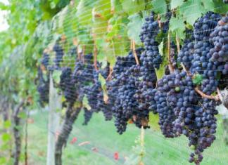 Лучшие сорта винограда для Башкирии: уход, обрезка Виноград башкирский описание сорта