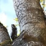 Three-toed woodpecker - description, habitat, interesting facts