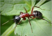 Simple ways to save currants from ants and aphids