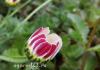 Bahçenizdeki papatya benzeri çiçekler - fotoğraflar, isimler