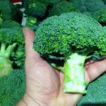 Какво да сготвя с броколи