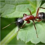 Прости начини за спасяване на касис от мравки и листни въшки