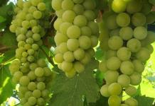 Amur grape is the best winter-hardy ornamental variety