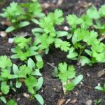 Какво да засадите с какво да засадите след кориандър