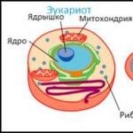 Структура бактериальной клетки