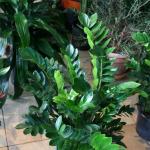 Suitable indoor plants for dark rooms
