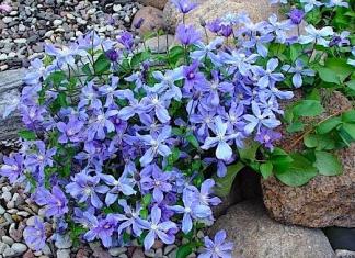 Clematis Arabella - красиво растение за градината Характеристики на отглеждане и грижи.