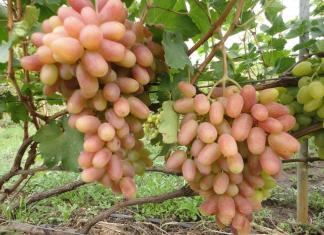 Ултра-ранни, супер-ранни, супер-ранни сортове грозде Описание на гроздето Алма-Ата