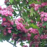 Hawthorn, planting and care Hawthorn planting and care pruning