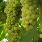 Виноград Амурский- лучший зимостойкий декоративный сорт