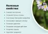 Eyebright - medicinal properties and contraindications, composition, benefits and harms