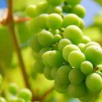 Засаждане на грозде в Башкирия през пролетта, грижи и подрязване