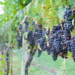 The best grape varieties for Bashkiria: care, pruning Bashkir grapes variety description