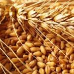 Dream Interpretation: Why do you dream about grain?