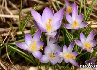 Crocuses in landscape, park and homestead design In the photo there are two-color crocuses