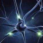 Νευροεπιστήμη: τι είναι αυτή η επιστήμη και τι μελετά;