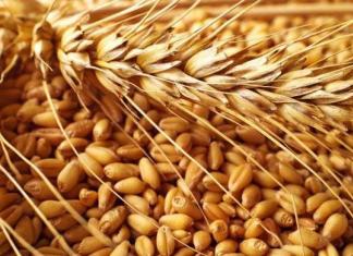 Dream Interpretation: Why do you dream about grain?