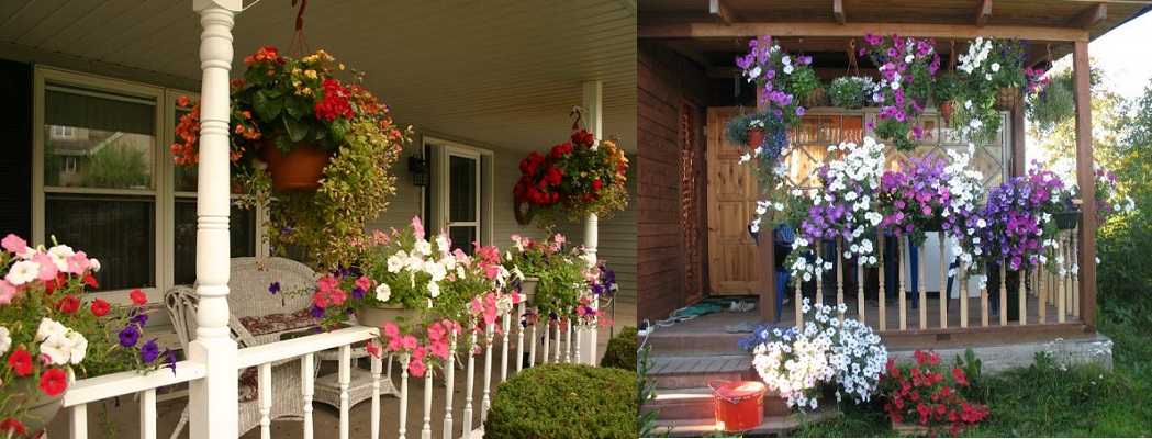 5 luksuznih vrsta cvijeća za ukrašavanje balkona