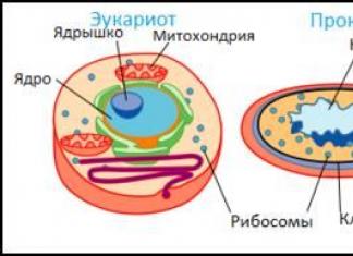 Структура бактеріальної клітини