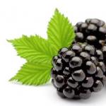 Blackberries: beneficial properties and contraindications, health benefits and harms Blackberries garden benefits and harms