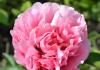 What are peonies, description of flowers, best varieties, breeding and care recommendations