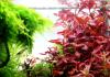 Пъстролистното растение алтернантера е добър начин да добавите разнообразие към вашата цветна леха!