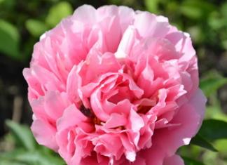 What are peonies, description of flowers, best varieties, breeding and care recommendations