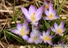 Crocuses in landscape, park and homestead design In the photo there are two-color crocuses