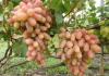 Ултра-ранни, супер-ранни, супер-ранни сортове грозде Описание на гроздето Алма-Ата
