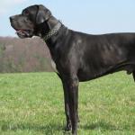 Great Dane - characteristics of the breed