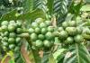 Benefits of coffee bean oil Cosmetic green coffee oil