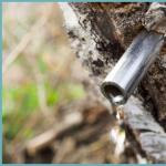 Birch sap - benefits, harm, extraction and storage of birch sap