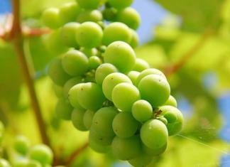 Посадка винограда в Башкирии весной, уход и обрезка