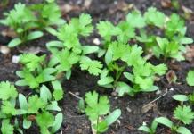 What to plant with What to plant after cilantro