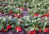 Fertilizer for strawberries for feeding
