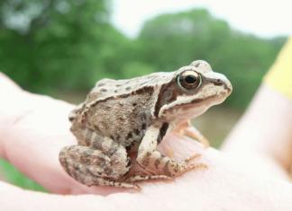 Did you dream about a frog: does it mean wealth and love or troubles and illnesses?