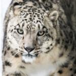 Dream Interpretation wild leopard caresses